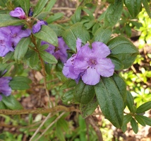 Rhododendron hippophaeoides 